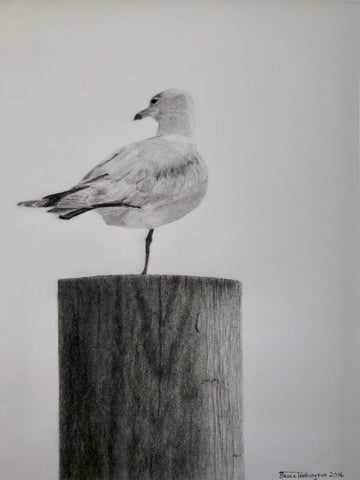 "a seagull"  (signed 13"x16”  print)